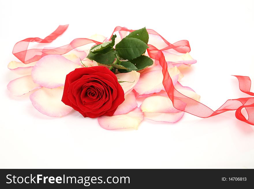 Rose and tape on a white background