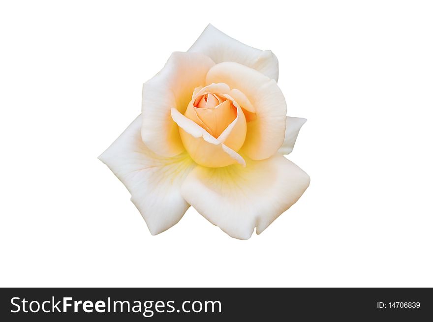 Delicate rose isolated on white background