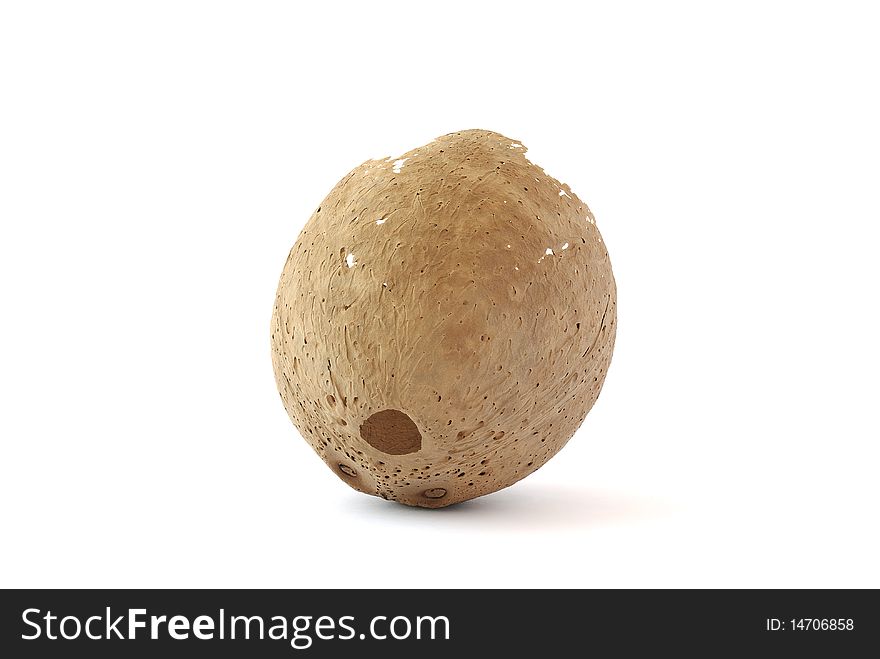 Coconut, which have long lain in the water