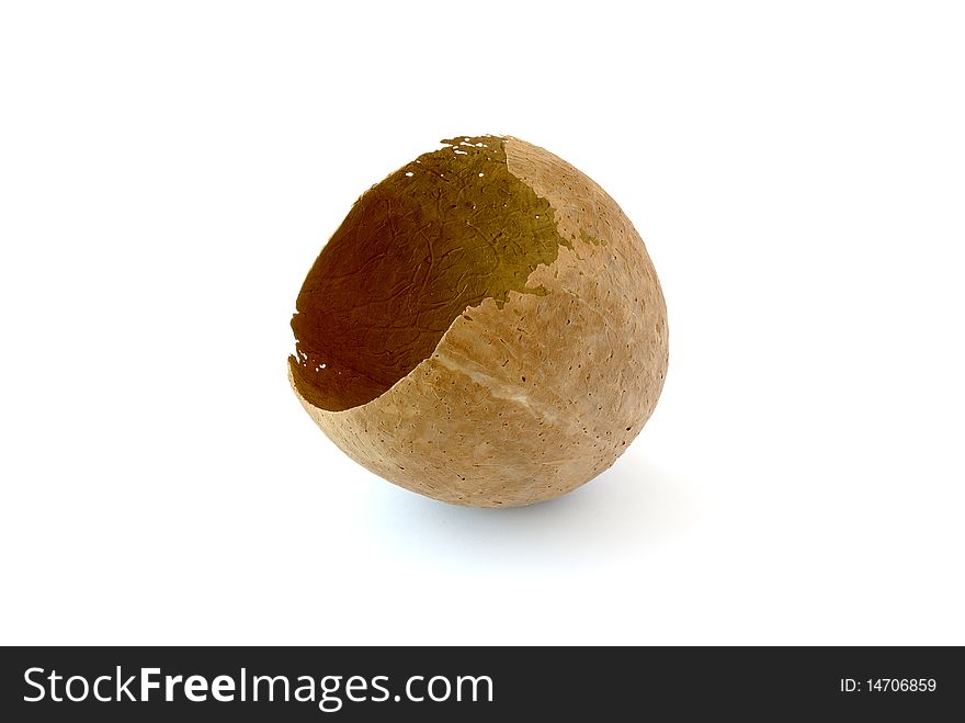 Coconut, which have long lain in the water. Coconut, which have long lain in the water