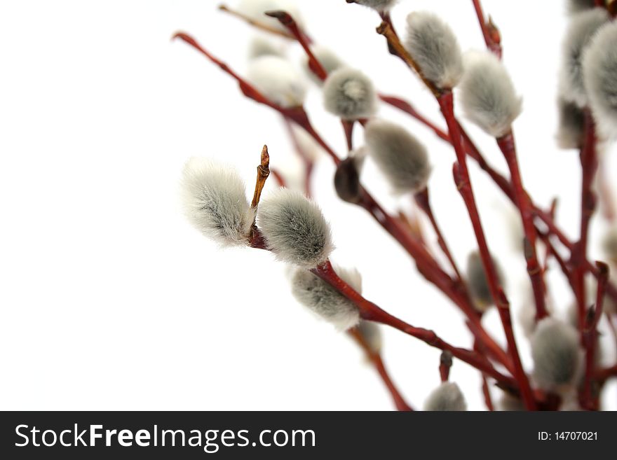 Willow on a white background