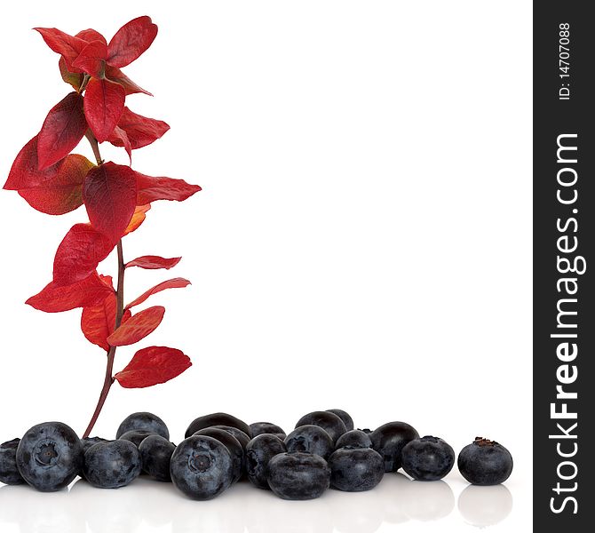 Blueberry fruit with leaf sprig in the colours of autumn, isolated over white background with copy space.