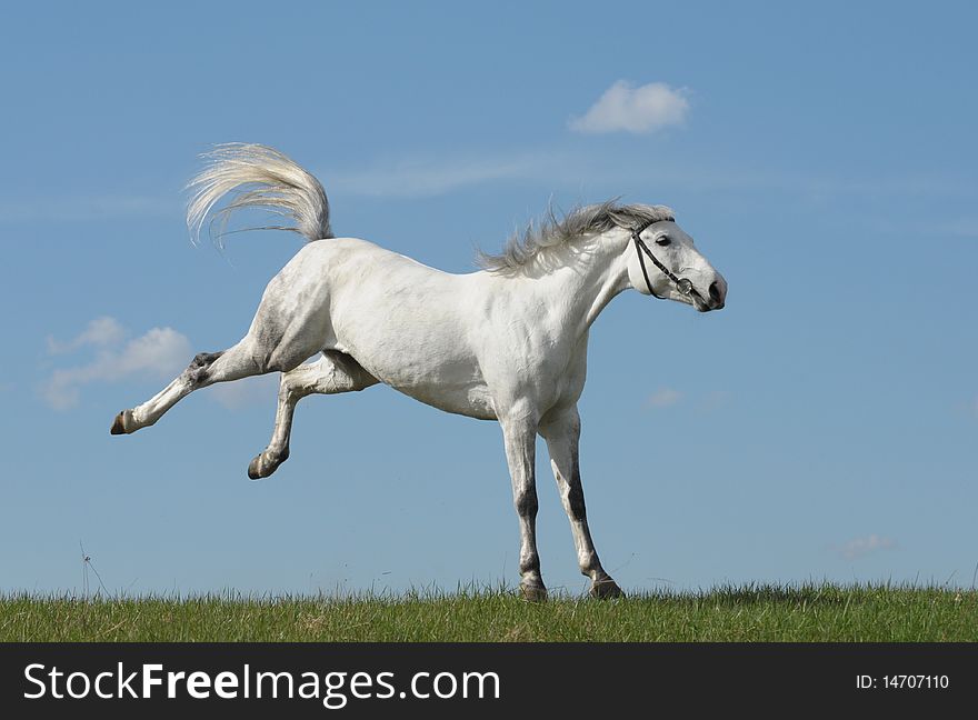 The grey horse plays a meadow in a sunny day. The grey horse plays a meadow in a sunny day