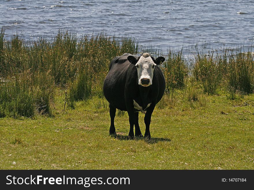 Black cow with white face at the Colliford lake, Cornwall, England, Europe