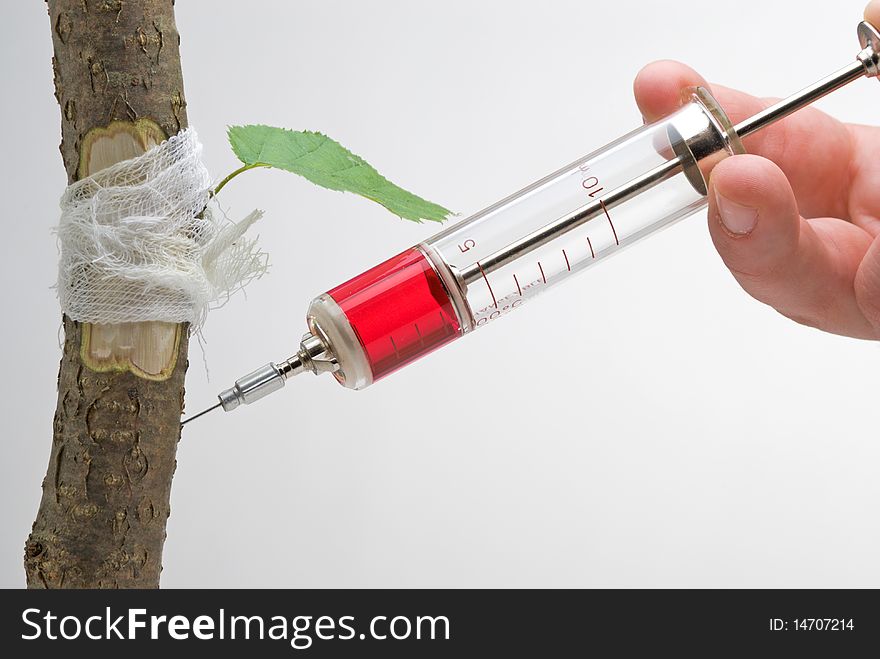 Injured tree trunk being vaccinated with syringe. Injured tree trunk being vaccinated with syringe
