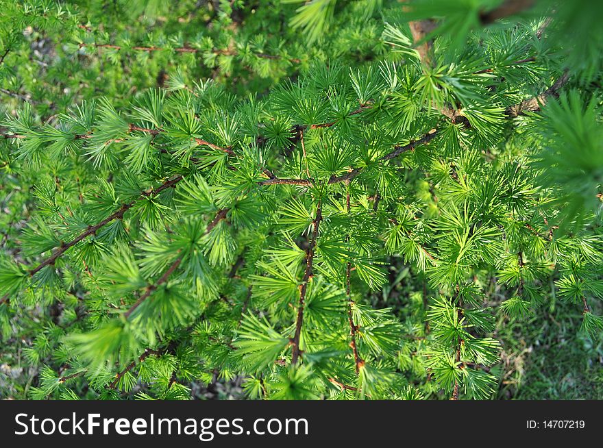 Beautiful Green Coniferous Needles