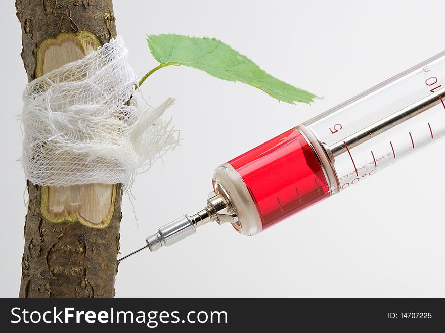 Close up of tree trunk being vaccinated with syringe. Close up of tree trunk being vaccinated with syringe