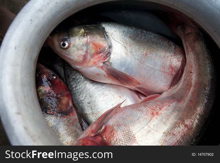 Fish in a pot at a fish market in Bogra