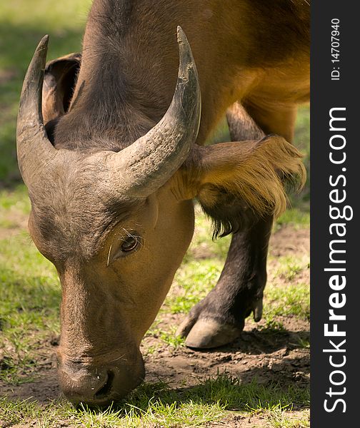 A Congo Buffalo grazing in the sun