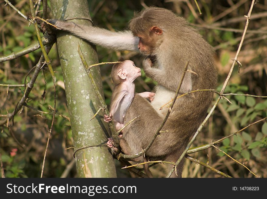 Mother and baby Monkey in Wayanad Nature reserve in India