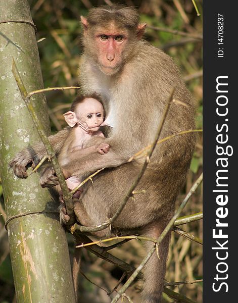 Mother and baby Monkey in Wayanad Nature reserve in India. Mother and baby Monkey in Wayanad Nature reserve in India