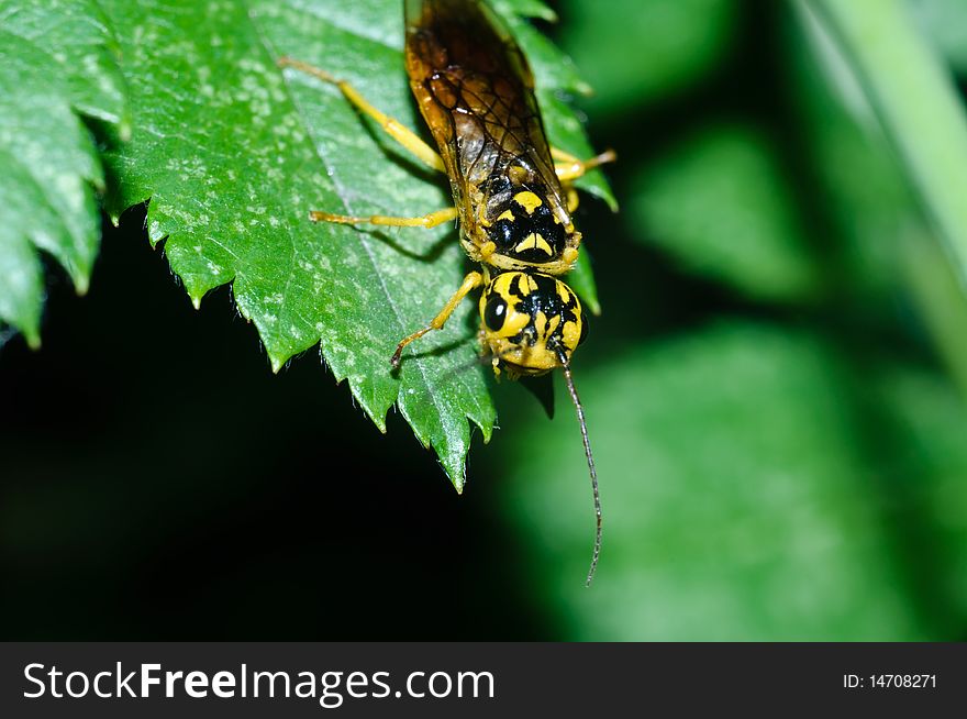 Yellow-black flying insect, sits on a green leaf