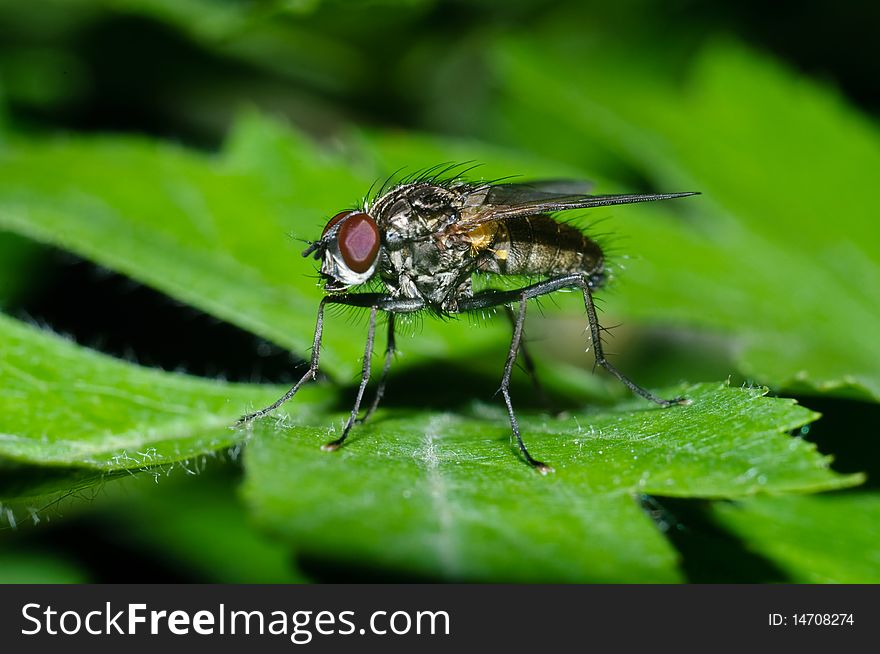 Fly sitting on a green leaf