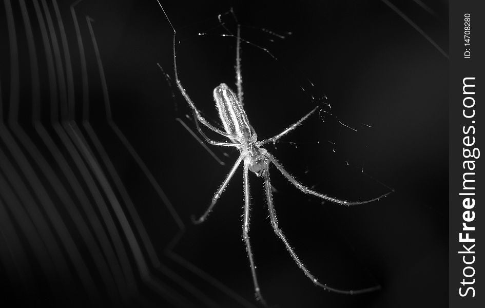 Spider on the web. Black and white