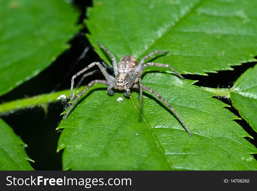 A spider sitting on a green leaf