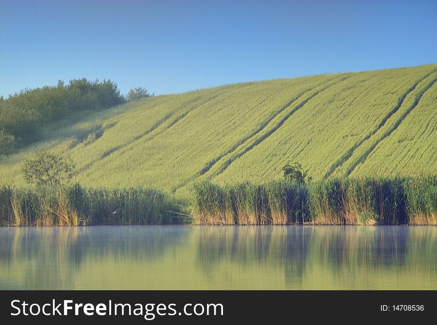 Wheat field on the hill below the blue sky