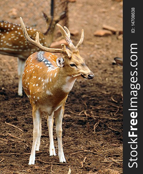 Indian male spotted deer chewing on branch. Indian male spotted deer chewing on branch