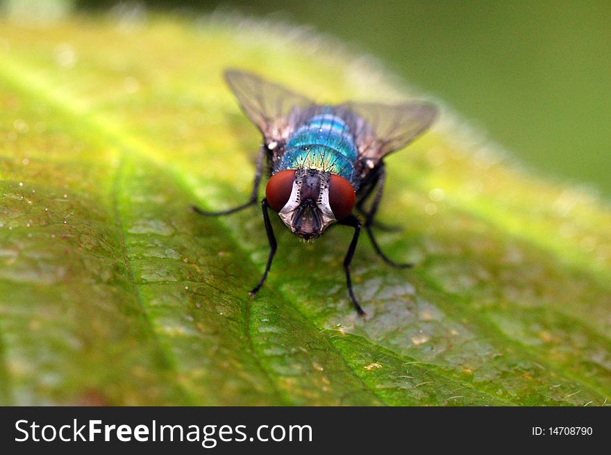 Macro image of a common house fly on a blackberry leaf. Macro image of a common house fly on a blackberry leaf.