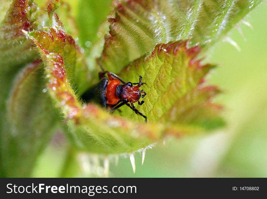 Macro shot of a beetle emerging from a blackberry leaf. Macro shot of a beetle emerging from a blackberry leaf.