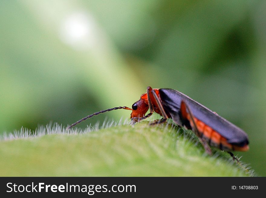 Macro image of a beetle enjoying breakfast on a blackberry leaf. Macro image of a beetle enjoying breakfast on a blackberry leaf.