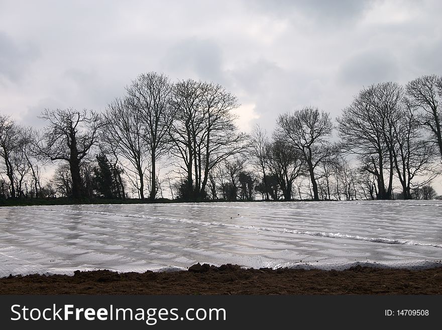 Potatoes field covered by polyethylen film. Potatoes field covered by polyethylen film