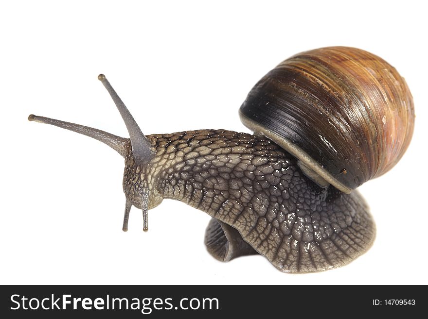 Snail on white background