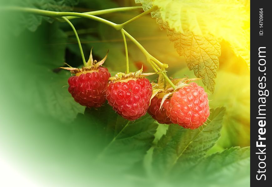 Raspberry berries on a branch in a garden. Raspberry berries on a branch in a garden