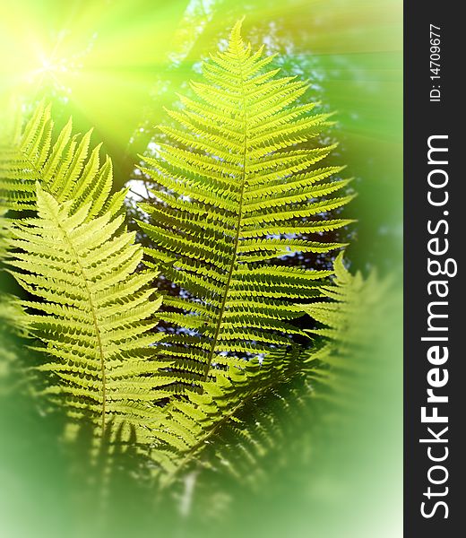 Leaves  Fern