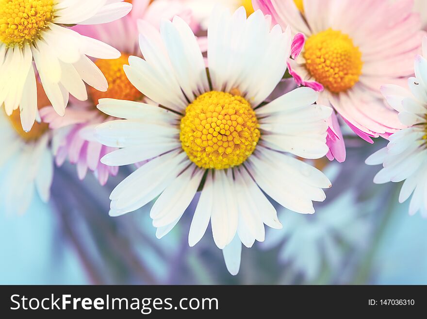 Daisy flowers in vintage style for nature background