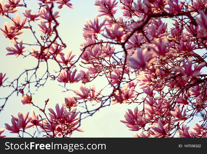 Pink magnolia flower blossoms in summer