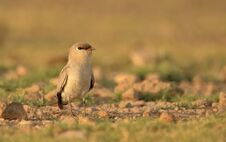 Free Small Pratincole Bird. Royalty Free Stock Image - 147077996