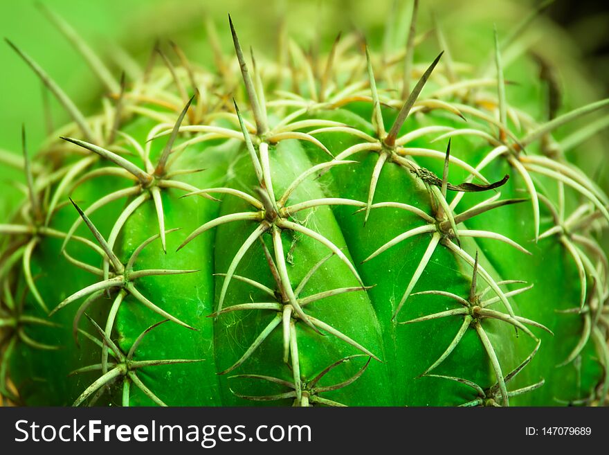 Green Cactus In The Garden