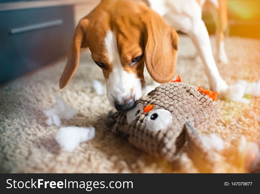 Beagle dog rip a toy into pieces on a carpet. Dog in house concept