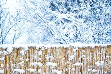 Bold Fence In Winter On Nature In The Park Background Royalty Free Stock Photo
