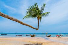 Coconut Palm Tree On The Beach Of Thailand, Royalty Free Stock Images