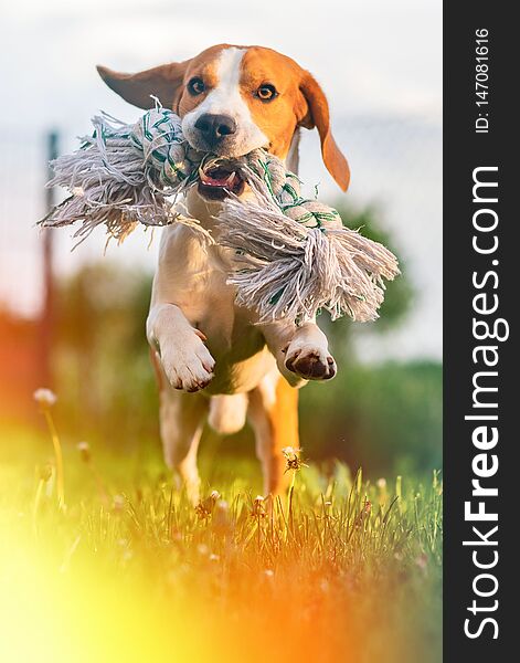 Dog Beagle running and jumping with a toy through green grass in summer