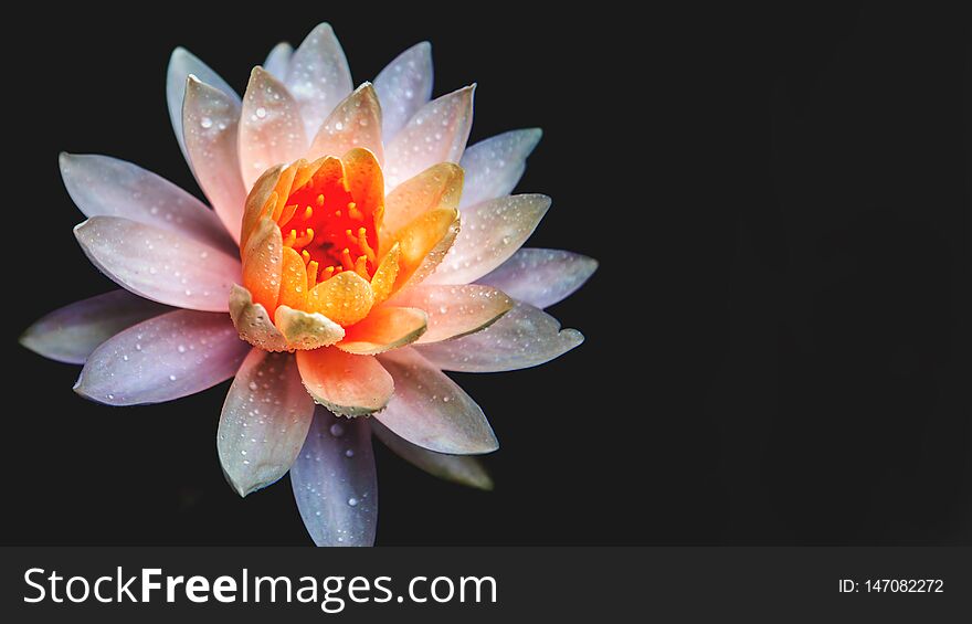 Lotus flower in pond natur background