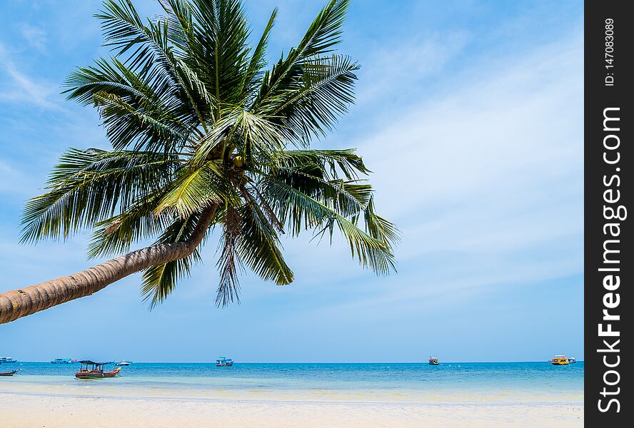 Coconut palm tree on the beach of thailand, coconut tree with blur sky on the beach for summer concept background