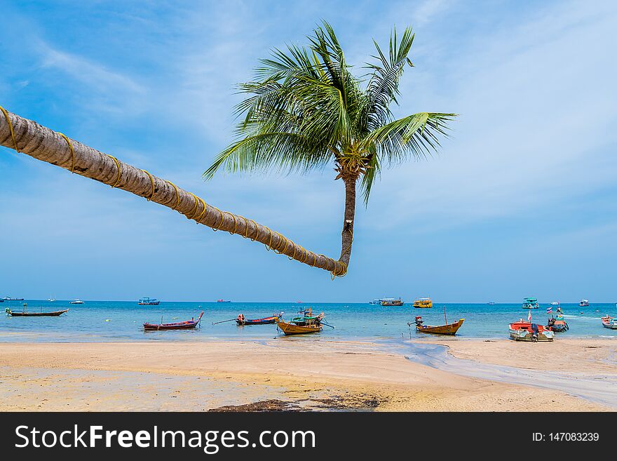 Coconut Palm Tree On The Beach Of Thailand,