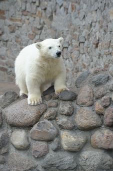 Little Polar Bear Royalty Free Stock Image