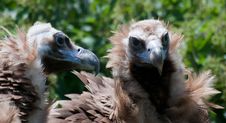 European Black Vulture Royalty Free Stock Photography European Black Vulture Royalty Free Stock Photography