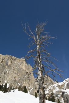Dead Tree Against A Clear Blue Sky. Royalty Free Stock Photography Dead Tree Against A Clear Blue Sky. Royalty Free Stock Photography
