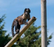 Buffy Headed Capuchin Stock Image Buffy Headed Capuchin Stock Image