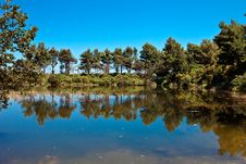 Pond With Trees Reflected Royalty Free Stock Image