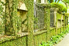 Plants Wall Stock Image Plants Wall Stock Image