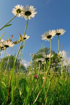 Wild Field With Chamomiles Stock Images Wild Field With Chamomiles Stock Images