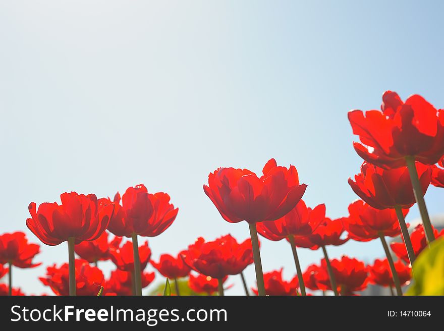 Many red tulips with sky