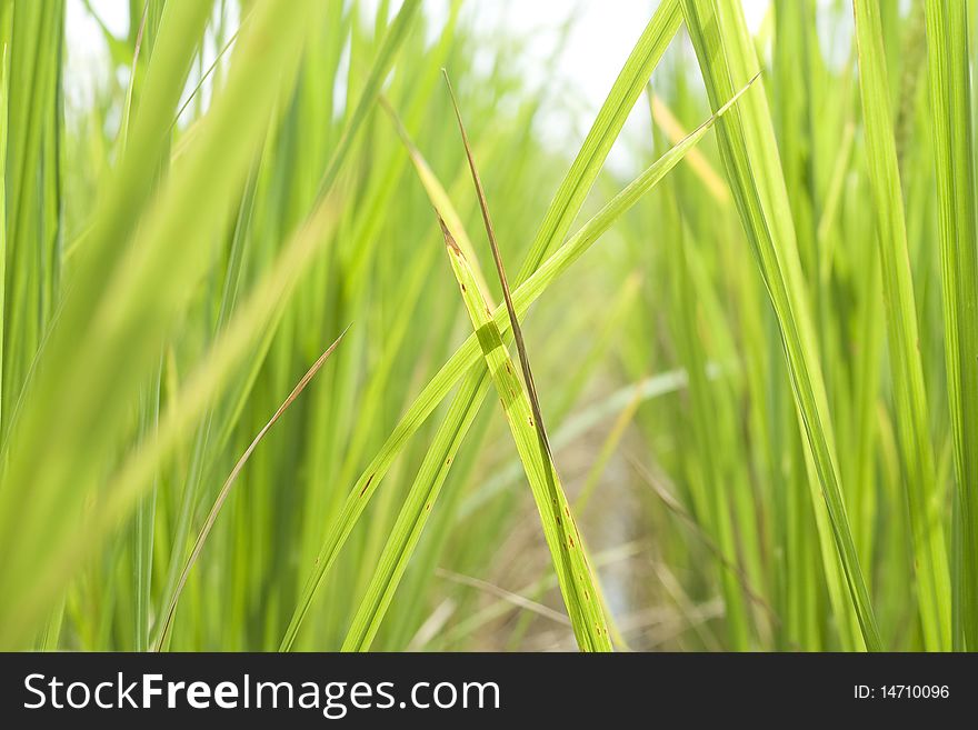 Rice Farm, South of Thailand