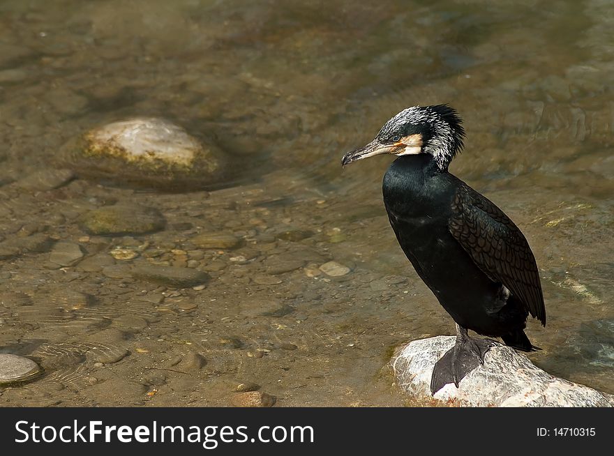 A grand cormorant also known as Phalacrocorax carbo sinensis at a lake