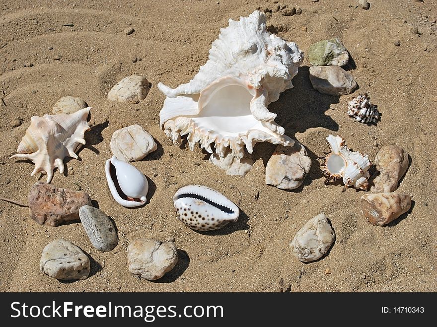 Few different seashells on beach sand background